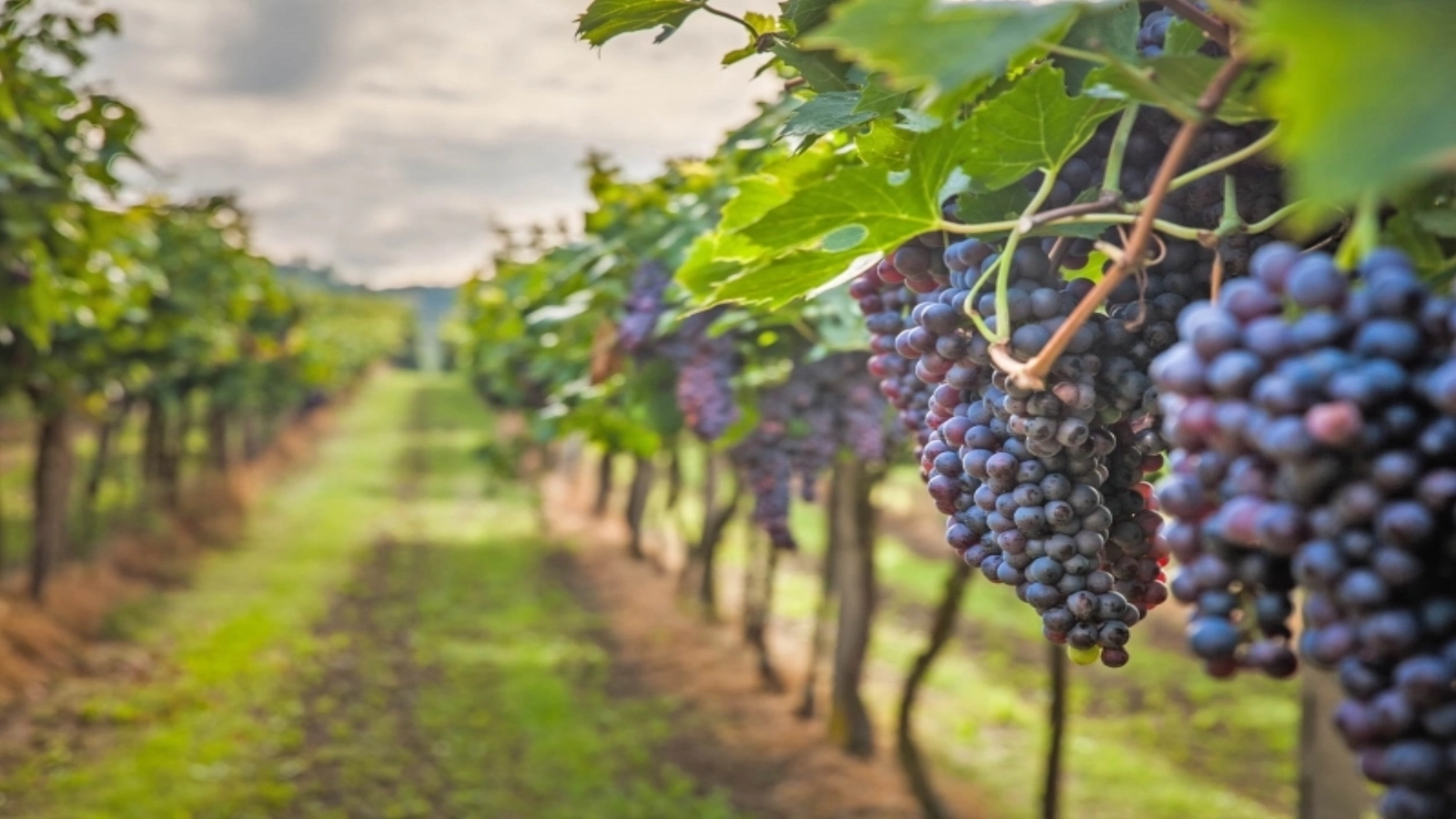 Ministerul Agriculturii și Dezvoltării Rurale (MADR) a anunțat punerea la dispoziție a unui fond de peste 11 milioane de euro destinat producătorilor din sectorul vitivinicol