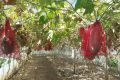 Pepenele de iarnă, un posibil campion al gospodăriilor românești Un fruct exotic, de dimensiuni impresionante și cu o rezistență remarcabilă, ar putea deveni în curând o prezență obișnuită în cămările românilor