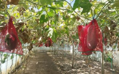 Pepenele de iarnă, un posibil campion al gospodăriilor românești Un fruct exotic, de dimensiuni impresionante și cu o rezistență remarcabilă, ar putea deveni în curând o prezență obișnuită în cămările românilor
