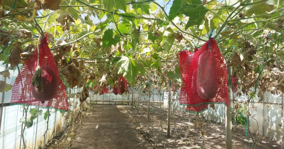 Pepenele de iarnă, un posibil campion al gospodăriilor românești Un fruct exotic, de dimensiuni impresionante și cu o rezistență remarcabilă, ar putea deveni în curând o prezență obișnuită în cămările românilor