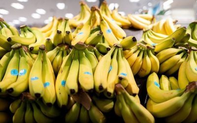 Bananele, fructe universale și accesibile, au un impact digestiv care depinde crucial de gradul lor de coacere, precum și de frecvența consumului