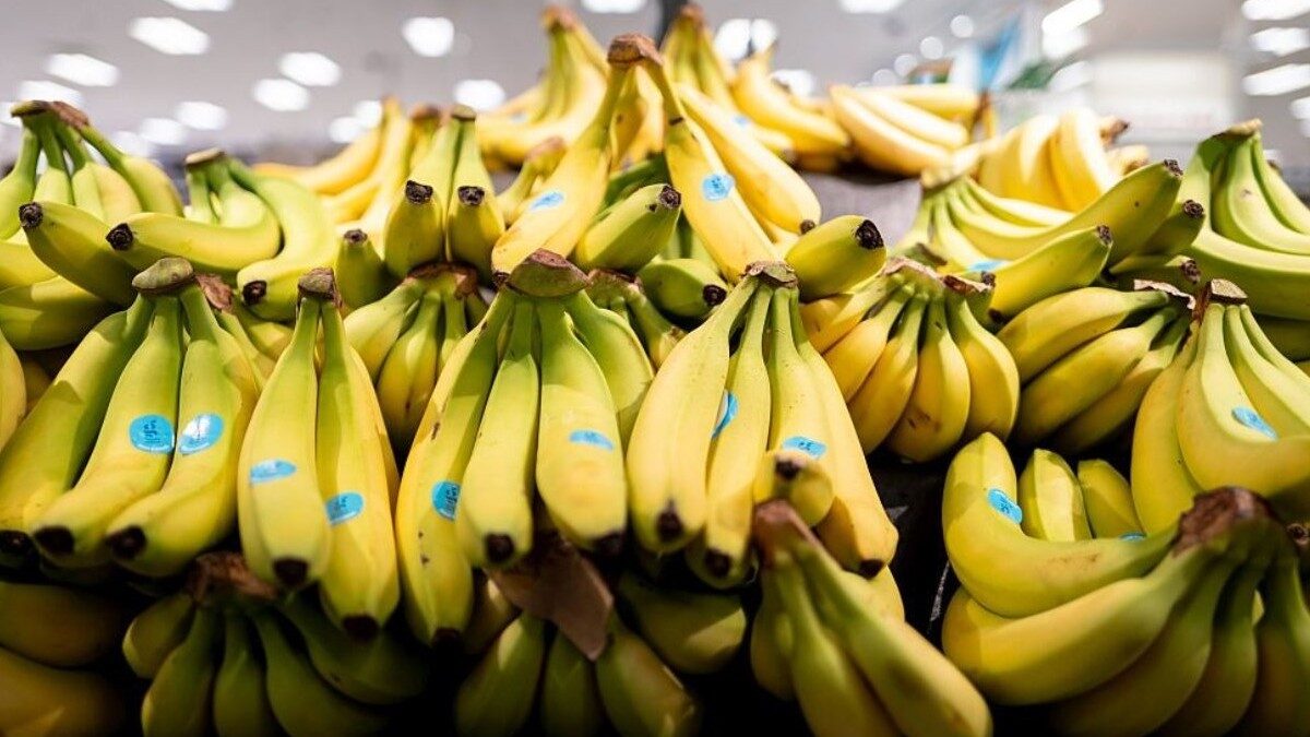 Bananele, fructe universale și accesibile, au un impact digestiv care depinde crucial de gradul lor de coacere, precum și de frecvența consumului