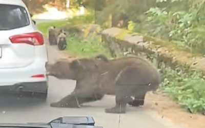 Urs, coadă și bucluc pe TransfăgărășannnO imagine uluitoare a surprins un urs care a smuls bara din spate a unei mașini, în timp ce aceasta aștepta în coloană pe Transfăgărășan