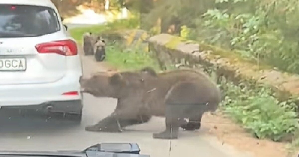 Urs, coadă și bucluc pe TransfăgărășannnO imagine uluitoare a surprins un urs care a smuls bara din spate a unei mașini, în timp ce aceasta aștepta în coloană pe Transfăgărășan