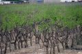 Curmalul chinezesc, noua speranță agricolă în „Sahara Olteniei” O cultură exotică, curmalul chinezesc, cunoscut și sub numele de jujube, se adaptează spectaculos la terenurile nisipoase din Dăbuleni, sudul României, atrăgând interesul crescând al fermierilor