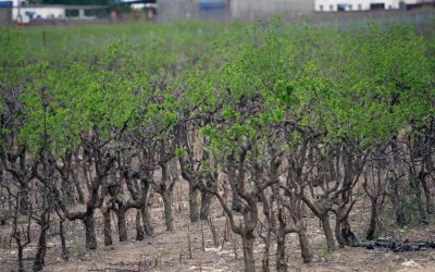 Curmalul chinezesc, noua speranță agricolă în „Sahara Olteniei” O cultură exotică, curmalul chinezesc, cunoscut și sub numele de jujube, se adaptează spectaculos la terenurile nisipoase din Dăbuleni, sudul României, atrăgând interesul crescând al fermierilor
