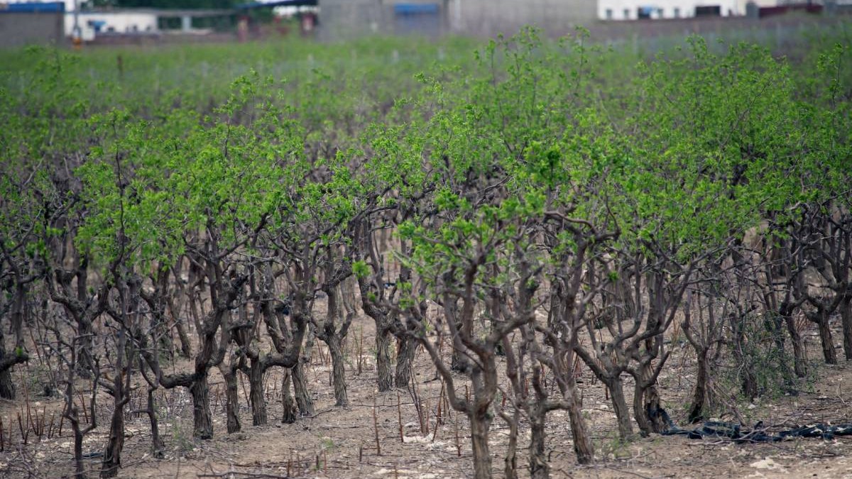 Curmalul chinezesc, noua speranță agricolă în „Sahara Olteniei” O cultură exotică, curmalul chinezesc, cunoscut și sub numele de jujube, se adaptează spectaculos la terenurile nisipoase din Dăbuleni, sudul României, atrăgând interesul crescând al fermierilor