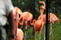 Adăpost neconvențional pentru flamingo în timpul uraganului Un videoclip viral a surprins zeci de flamingo adăpostiți într-o baie a grădinii zoologice ZooWorld din Panama City Beach, Florida, în timpul uraganului Isaias