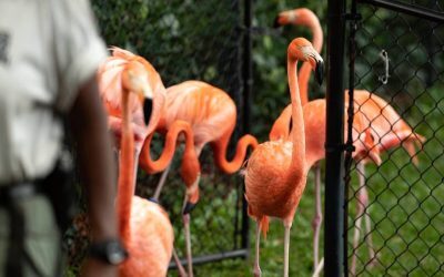 Adăpost neconvențional pentru flamingo în timpul uraganului Un videoclip viral a surprins zeci de flamingo adăpostiți într-o baie a grădinii zoologice ZooWorld din Panama City Beach, Florida, în timpul uraganului Isaias