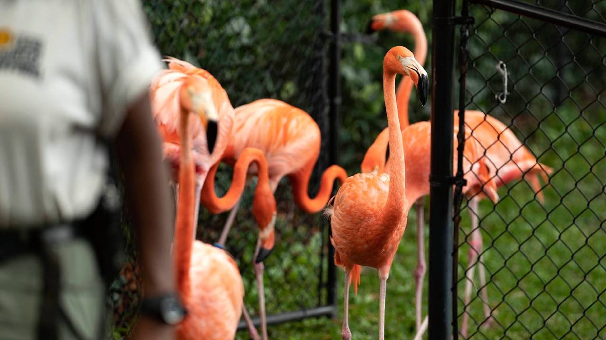 Adăpost neconvențional pentru flamingo în timpul uraganului Un videoclip viral a surprins zeci de flamingo adăpostiți într-o baie a grădinii zoologice ZooWorld din Panama City Beach, Florida, în timpul uraganului Isaias