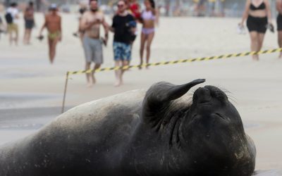 Un pui de elefant de mare a surprins turiștii și localnicii de pe celebra plajă Copacabana din Rio de Janeiro, Brazilia, unde s-a odihnit nestingherit pe nisip, spre uimirea celor prezenți