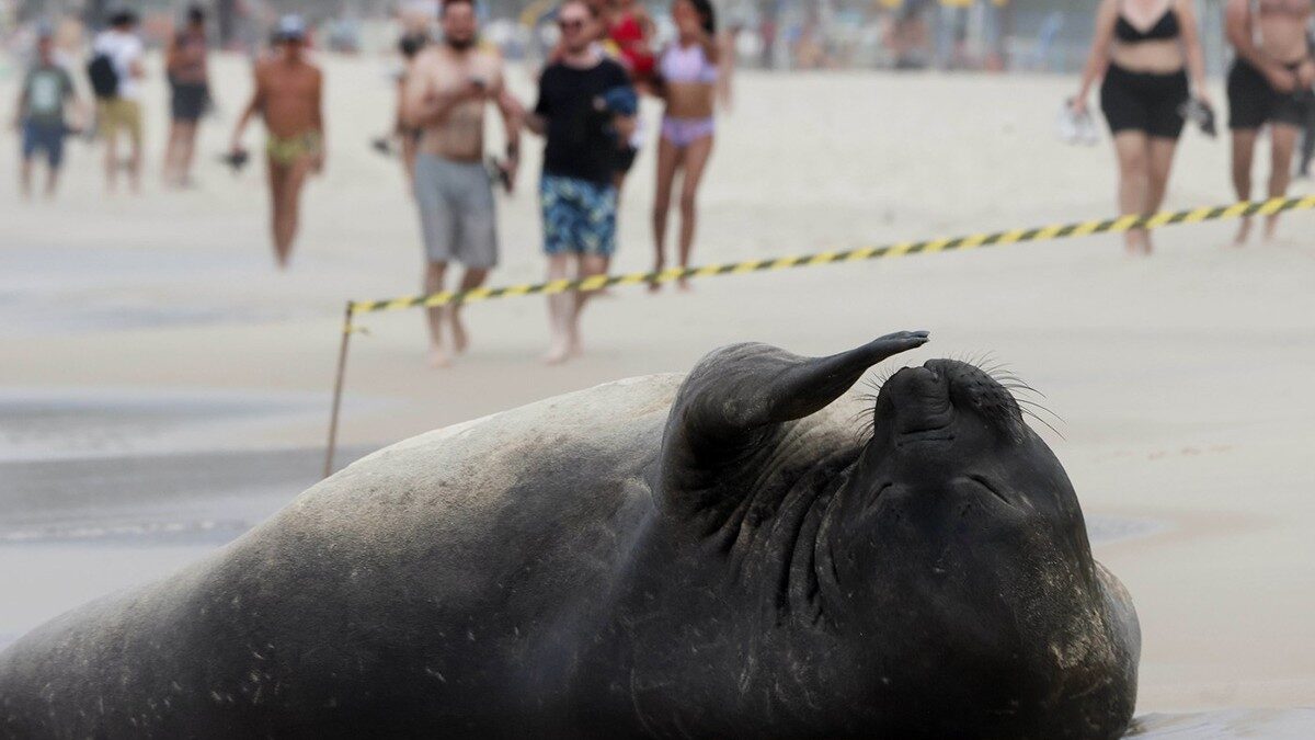 Un pui de elefant de mare a surprins turiștii și localnicii de pe celebra plajă Copacabana din Rio de Janeiro, Brazilia, unde s-a odihnit nestingherit pe nisip, spre uimirea celor prezenți