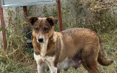Ilfov: Sterilizări gratuite pentru câini în 3 comune