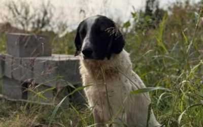 ILFOV: Sterilizări gratuite pentru câinii cu stăpân