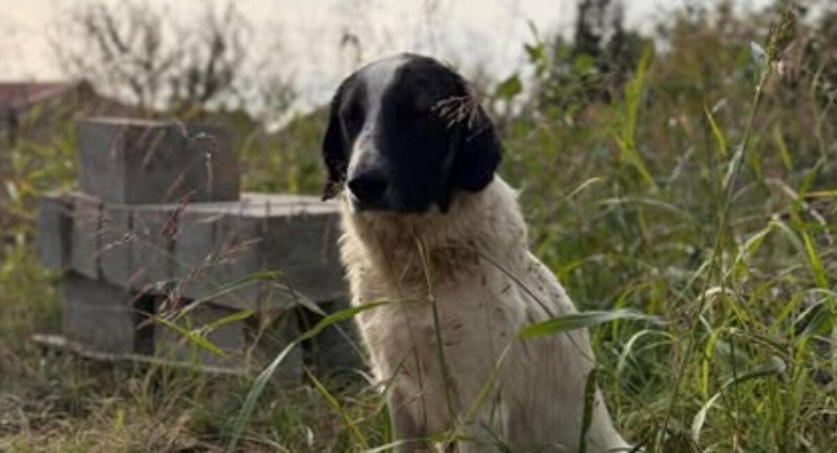 ILFOV: Sterilizări gratuite pentru câinii cu stăpân