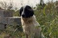 Ilfov: Sterilizări gratuite, câinii cu stăpân, acum!