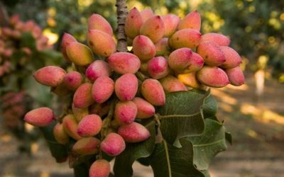 Viticultorii francezi abandonează vieurile afectate de schimbările climatice și investiția în culturi alternative, precum fisticul și leguminoasele